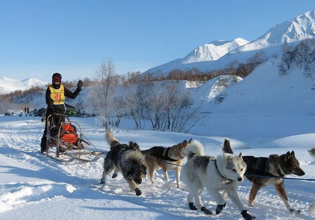 Arnés perro grande