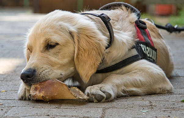 Mejor arnés perro